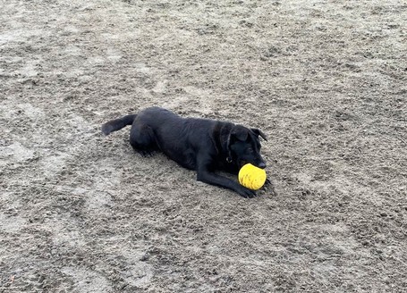 Cherry, 1 éves, 52 cm magas, szuka