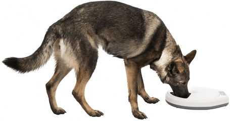 Trixie TX4+1 programozható automata etető kutyáknak és macskáknak