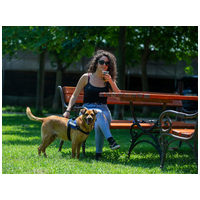 Johnny, 9 éves, 48 cm magas, kan #2