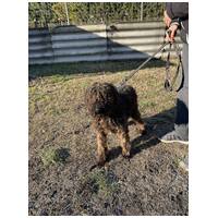 Pemzli, 14 éves, puli keverék, kan #4