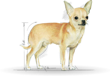 Royal Canin Chihuahua Junior - Csivava kölyök kutya száraz táp