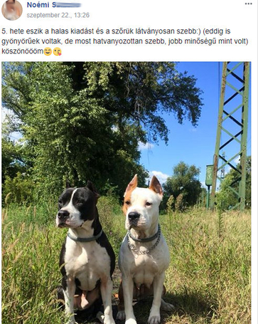 Dado Hypoallergenic Puppy Mini Fish & Rice | Hipoallergén halas táp kistestű kölyökkutyáknak