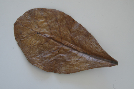 JBL NanoCatappa tebanglevél – Természetes vizkezelő