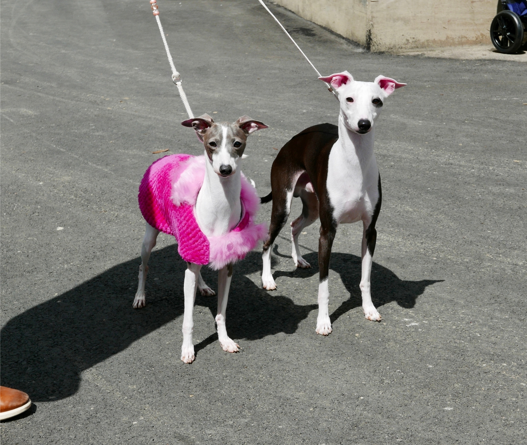 Két kis olasz agár pórázon séta közben