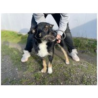 Borzas, két éves, kan #9