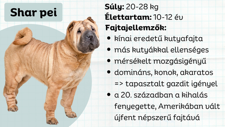 Shar pei, egy domináns, akaratos kínai kutyafajta