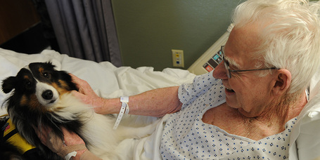 Kutya-gazdi kötődés hormonszinten és az evolúció tükrében avagy az oxitocin jelentősége