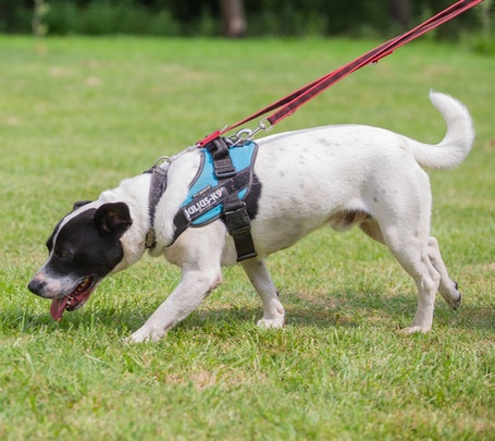 Sparko, két éves, 48 cm magas, kan