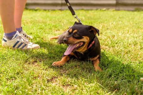 Picúr, 6 éves, kis testű, szuka