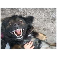 Franco, 3 éves, 41 cm magas, hosszú szőrű kan #2