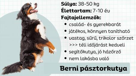 Berni pásztor, a mókás óriás