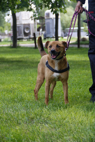 Csoma, 5 éves, 40 cm magas, ivartalanított kan