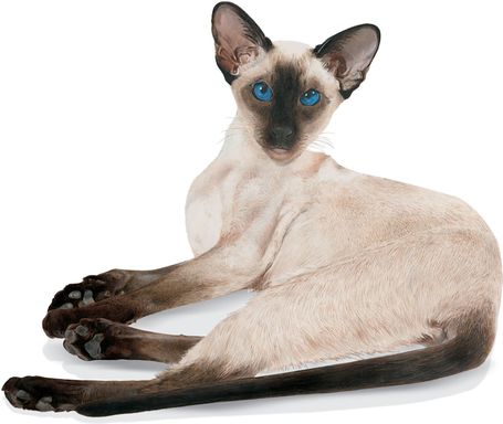 Royal Canin Siamese Adult - Sziámi felnőtt macska száraz táp