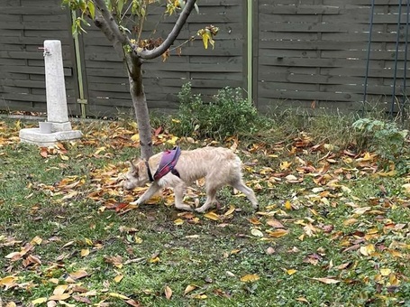 Szöszi, 5 éves ivartalanított lányka