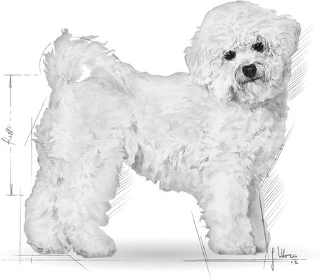 Royal Canin Bichon Frise Adult - Bichon Frise felnőtt kutya száraz táp