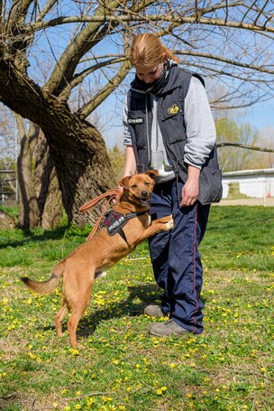 Csoma, 5 éves, 40 cm magas, ivartalanított kan