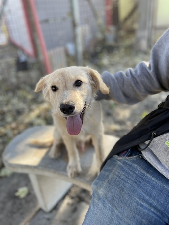 Nugát, 5 hónapos keverék fiúcska