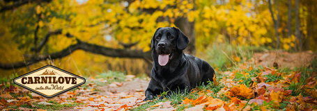 CarniLove Adult Large Salmon & Turkey eledel nagytestű kutyáknak