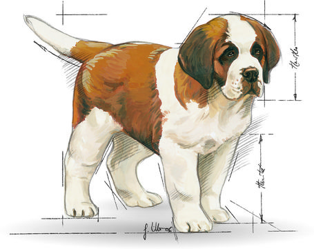 Royal Canin Giant Puppy - Óriás testű kölyök kutya száraz táp