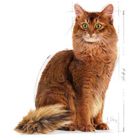 Royal Canin Light Weight Care - Száraz táp felnőtt macskák részére az ideális testsúly eléréséért #11