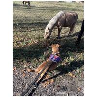 Mochi, 2 éves ivartalanított szuka #6