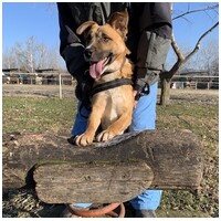 Lucky, egy éves, kan #4