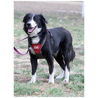 Drukker, ivartalanított kan kutya, gazdit keres #2