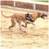 Julius-K9 IDC fekete kutyahám #2