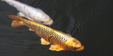 Minden amit a koi pontyokról és tartásukról tudnod érdemes