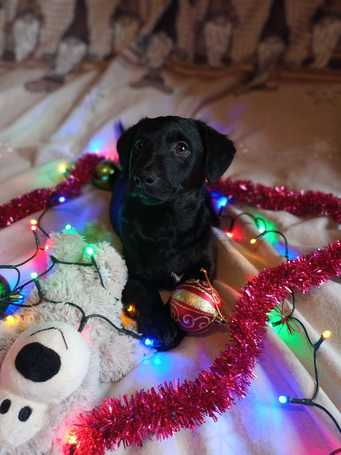 Oszi, kölyök kutyus, kan