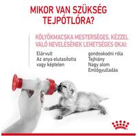 Royal Canin Babycat Milk - tejpótló tápszer kölyökmacska részére #4
