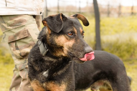 Szultán, négy éves, kan