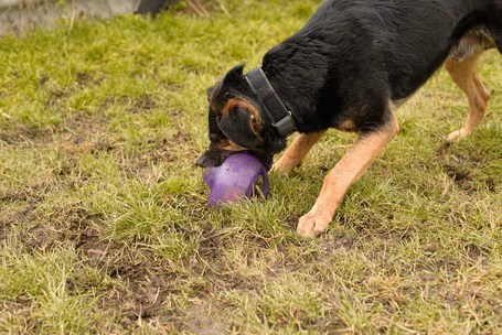 Szultán, négy éves, kan