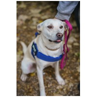 Alba, 1.5 éves ivartalanított szuka #8