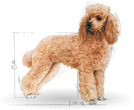 Royal Canin Poodle Adult - Uszkár felnőtt kutya száraz táp