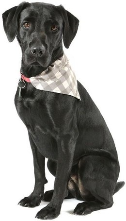 Scruffs Insect Shield Bandana - Rovarpajzs kutyakendő