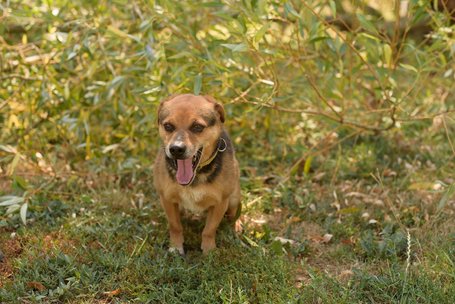 Maci, kilenc éves, kan