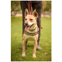 Natasa, 6 éves, 48 cm magas, szuka #2