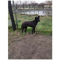 Cleo, 1 éves, 52 cm magas, szuka #3