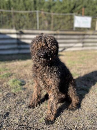 Pemzli, 14 éves, puli keverék, kan