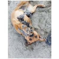 Csoma, 5 éves, 40 cm magas, ivartalanított kan #4