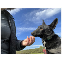 Gizmo, fél éves, kan #3