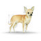 Royal Canin Chihuahua Junior 3.