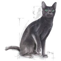 Royal Canin Sterilised - Ivartalanított felnőtt macska száraz táp #3