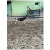 Minerva, 1 éves, németjuhász keverék, szuka #4