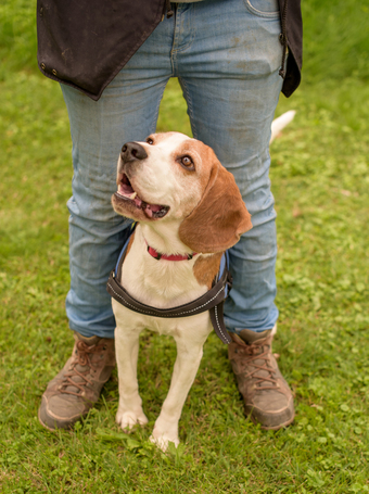 Nacho, 5 éves, beagle keverék, kan
