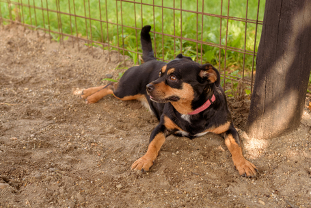 Picúr, 6 éves, kis testű, szuka