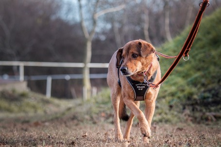 Misi, ivartalanított kan