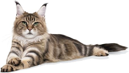 Royal Canin Maine Coon Adult - Maine Coon felnőtt macska száraz táp