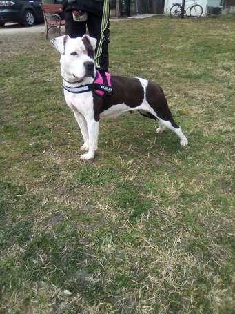 Boci, 3 éves, 52 cm magas, bull jellegű szuka